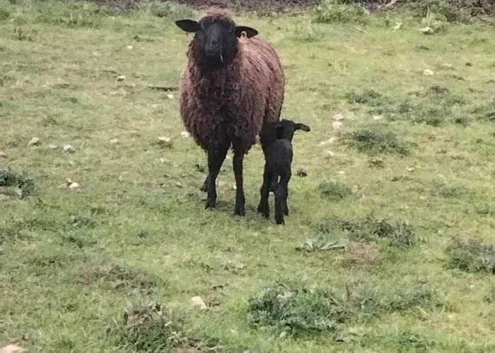 Caravana Em Quinta Lameiras *