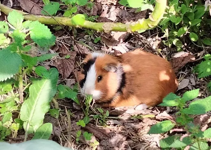 Caravana Em Quinta Lameiras Camping